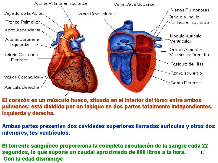 El corazón es un músculo hueco, situado en el interior del tórax entre ambos
