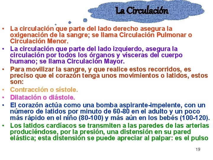 La Circulación • La circulación que parte del lado derecho asegura la oxigenación de