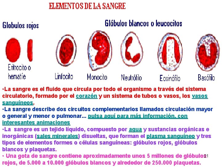  • La sangre es el fluido que circula por todo el organismo a