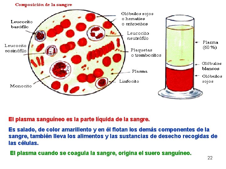 El plasma sanguíneo es la parte líquida de la sangre. Es salado, de color