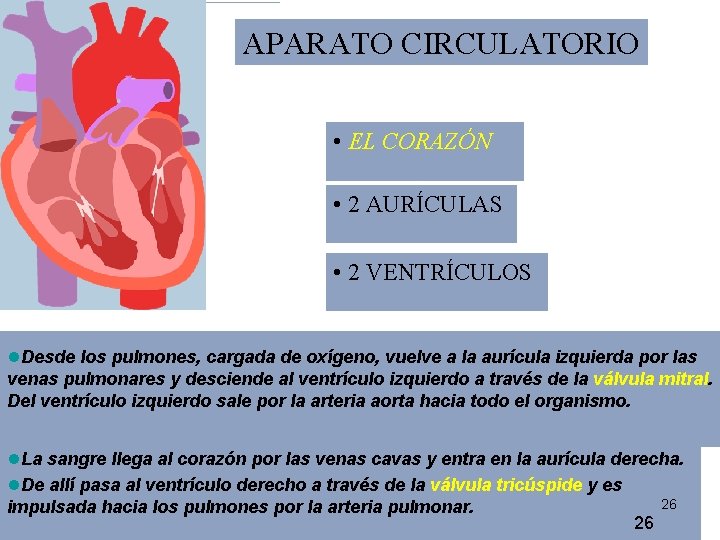 APARATO CIRCULATORIO • EL CORAZÓN • 2 AURÍCULAS • 2 VENTRÍCULOS l. Desde los