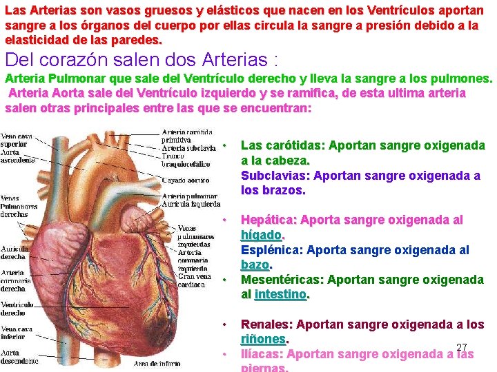 Las Arterias son vasos gruesos y elásticos que nacen en los Ventrículos aportan sangre