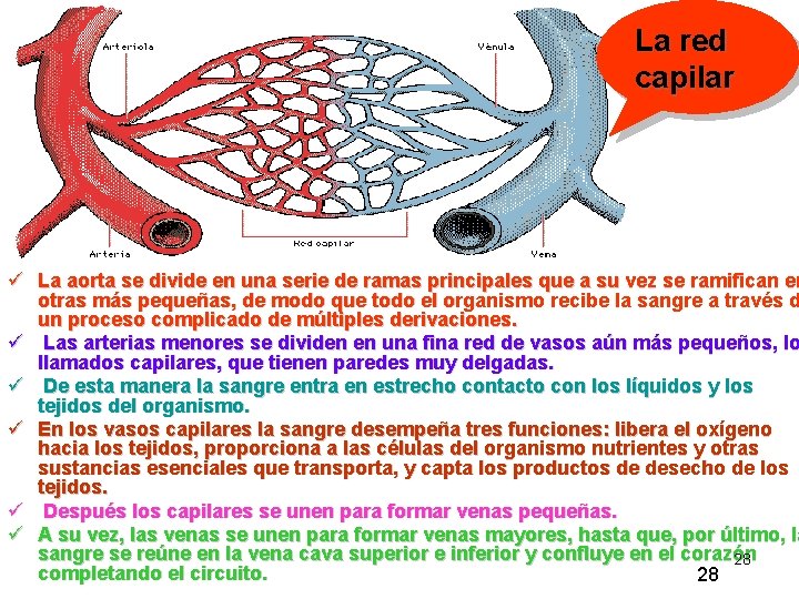 La red capilar ü La aorta se divide en una serie de ramas principales