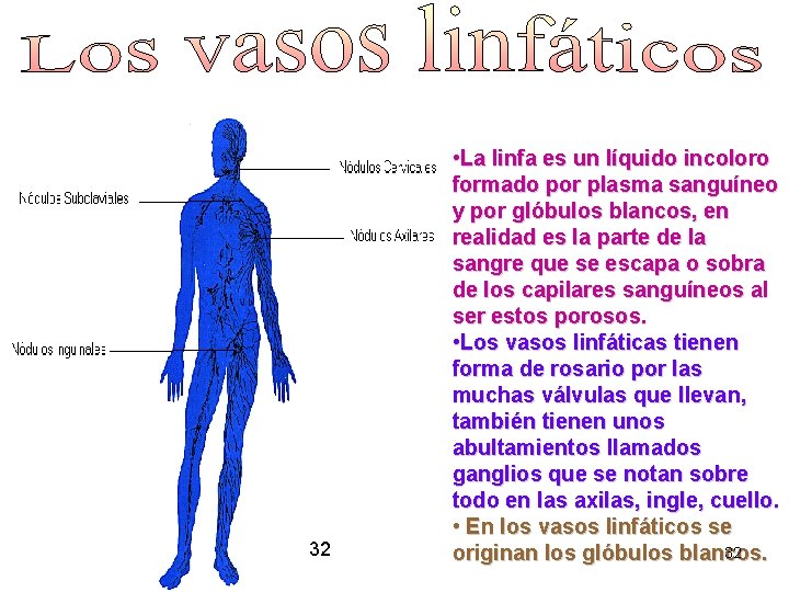 32 • La linfa es un líquido incoloro formado por plasma sanguíneo y por