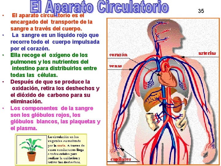  • • • El aparato circulatorio es el encargado del transporte de la