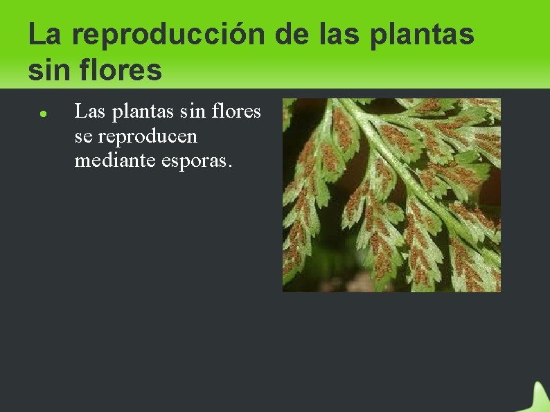 La reproducción de las plantas sin flores Las plantas sin flores se reproducen mediante