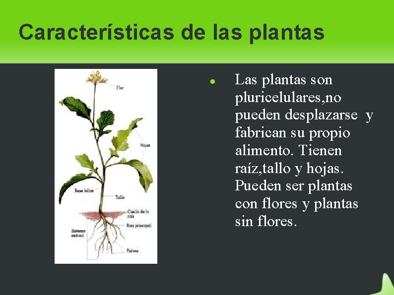 Características de las plantas Las plantas son pluricelulares, no pueden desplazarse y fabrican su