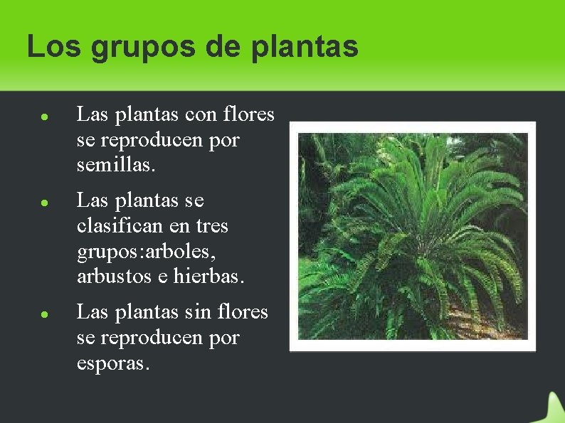 Los grupos de plantas Las plantas con flores se reproducen por semillas. Las plantas