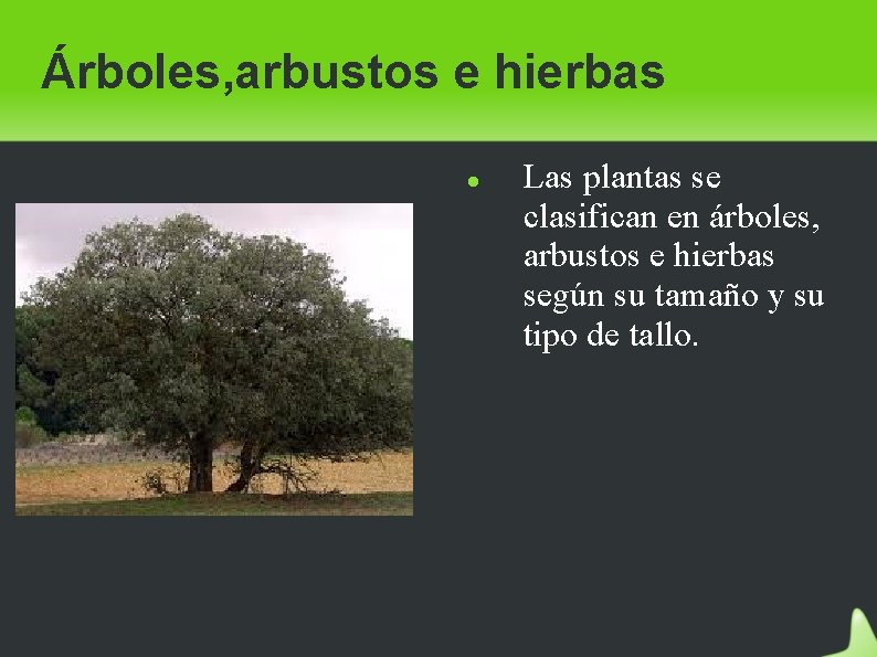 Árboles, arbustos e hierbas Las plantas se clasifican en árboles, arbustos e hierbas según