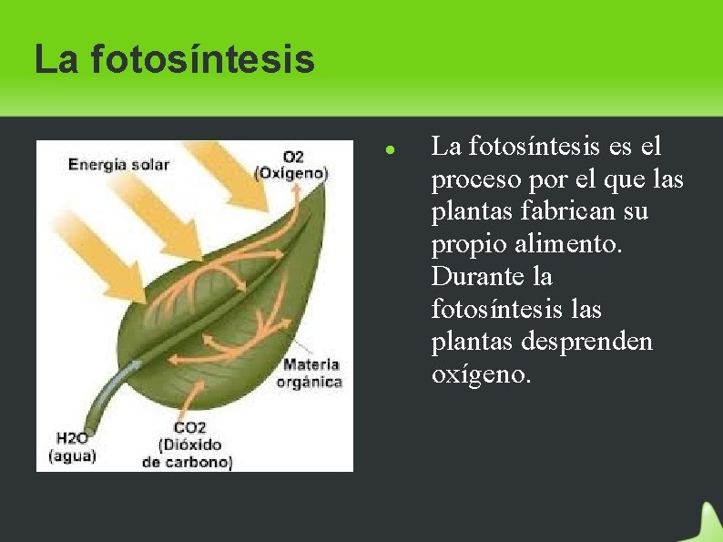 La fotosíntesis es el proceso por el que las plantas fabrican su propio alimento.