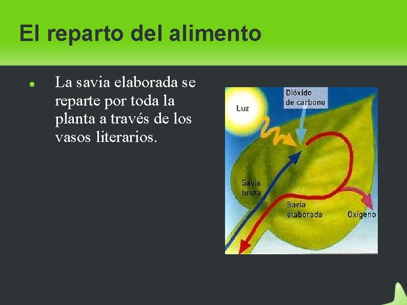 El reparto del alimento La savia elaborada se reparte por toda la planta a