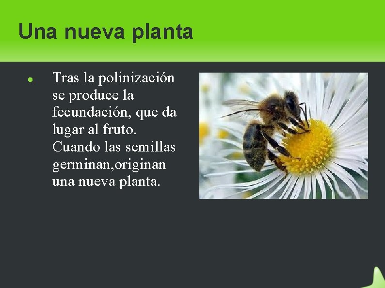 Una nueva planta Tras la polinización se produce la fecundación, que da lugar al