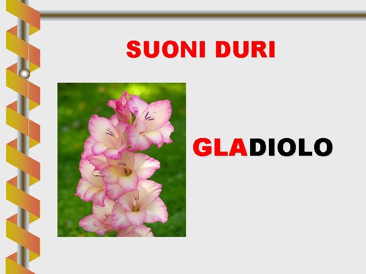 SUONI DURI GLADIOLO 