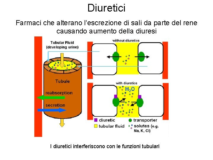 Diuretici Farmaci che alterano l’escrezione di sali da parte del rene causando aumento della