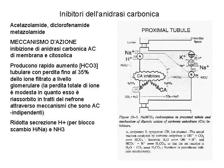 Inibitori dell’anidrasi carbonica Acetazolamide, diclorofenamide metazolamide MECCANISMO D’AZIONE inibizione di anidrasi carbonica AC di