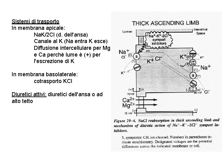 Sistemi di trasporto In membrana apicale: Na. K/2 Cl (d. dell'ansa) Canale al K