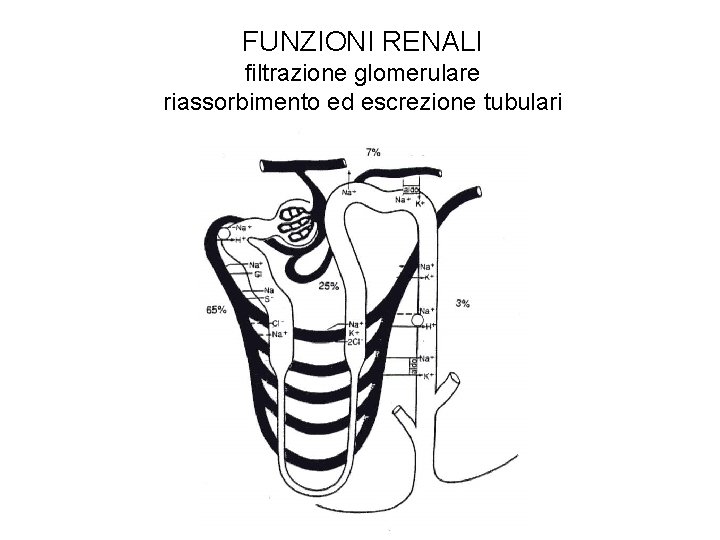 FUNZIONI RENALI filtrazione glomerulare riassorbimento ed escrezione tubulari 