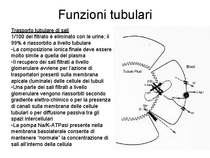 Funzioni tubulari Trasporto tubulare di sali 1/100 del filtrato è eliminato con le urine;