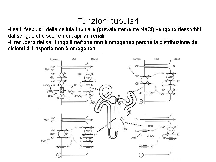 Funzioni tubulari • I sali “espulsi” dalla cellula tubulare (prevalentemente Na. Cl) vengono riassorbiti