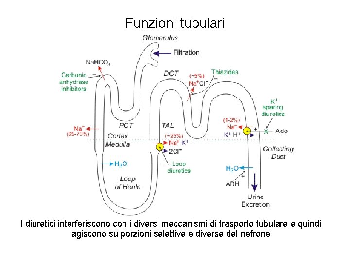 Funzioni tubulari I diuretici interferiscono con i diversi meccanismi di trasporto tubulare e quindi