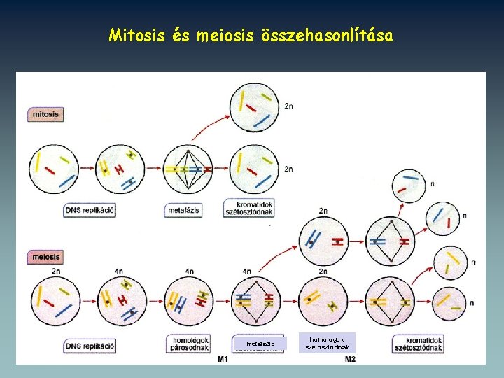 Metafaze Ktfle sejtosztds mitosis s meiosis Dr Rhlich Pl
