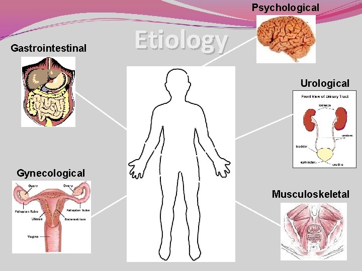 Psychological Gastrointestinal Etiology Urological Gynecological Musculoskeletal Psychological Gastrointestinal Etiology Urological Gynecological Musculoskeletal