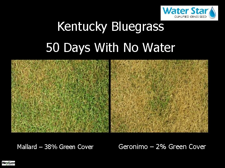 Kentucky Bluegrass 50 Days With No Water Mallard – 38% Green Cover Created by