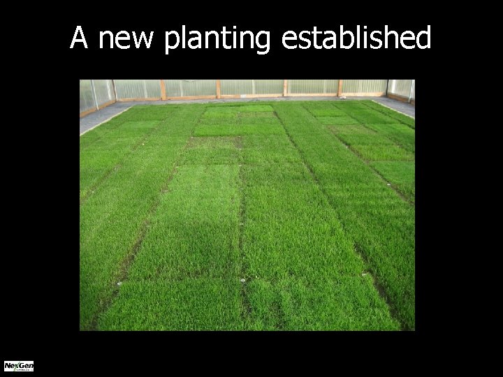 A new planting established 