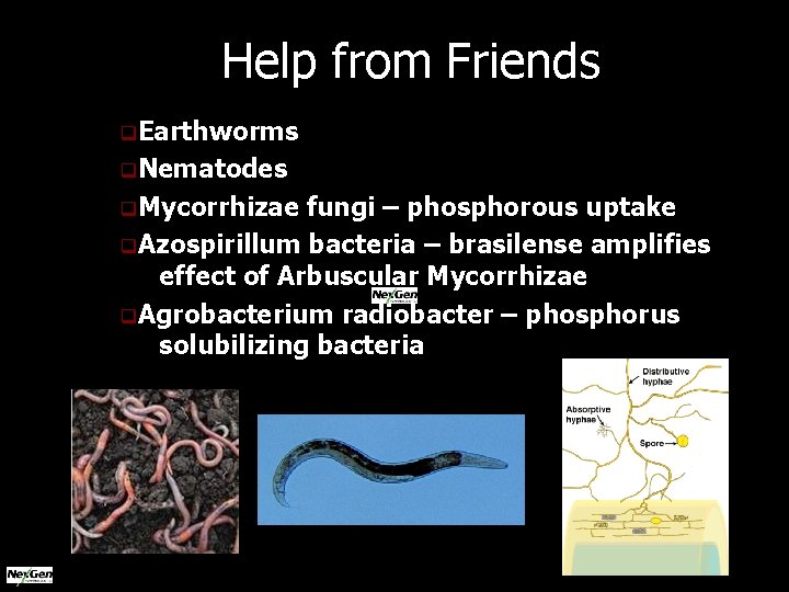 Help from Friends q. Earthworms q. Nematodes q. Mycorrhizae fungi – phosphorous uptake q.