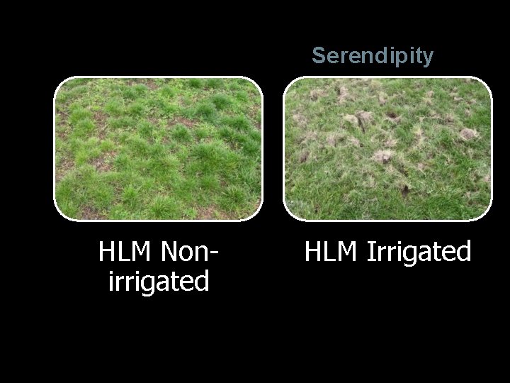 Serendipity HLM Nonirrigated HLM Irrigated 