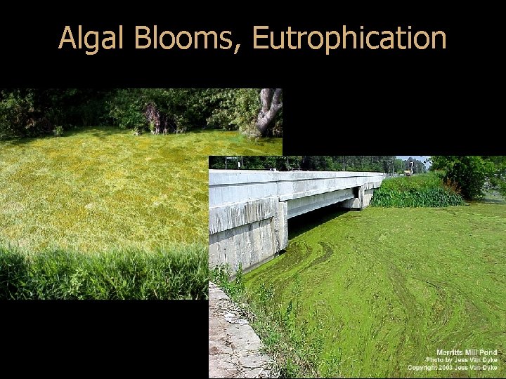 Algal Blooms, Eutrophication 