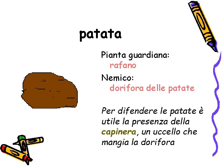 patata Pianta guardiana: rafano Nemico: dorifora delle patate Per difendere le patate è utile