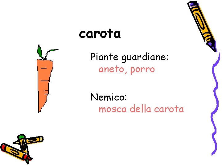 carota Piante guardiane: aneto, porro Nemico: mosca della carota 