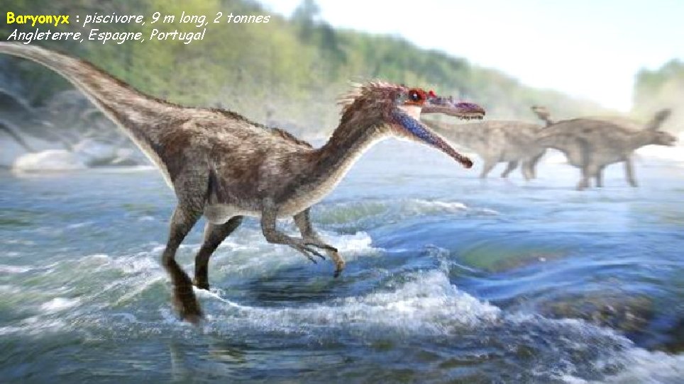 Baryonyx : piscivore, 9 m long, 2 tonnes Angleterre, Espagne, Portugal 