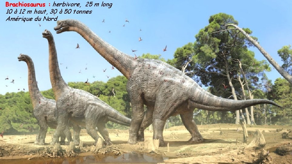 Brachiosaurus : herbivore, 25 m long 10 à 12 m haut, 30 à 50