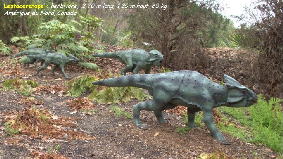 Leptoceratops : herbivore, 2, 70 m long, 1, 20 m haut, 60 kg Amérique