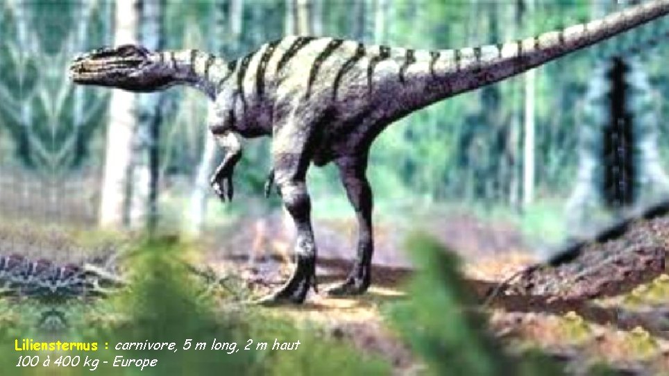 Liliensternus : carnivore, 5 m long, 2 m haut 100 à 400 kg -