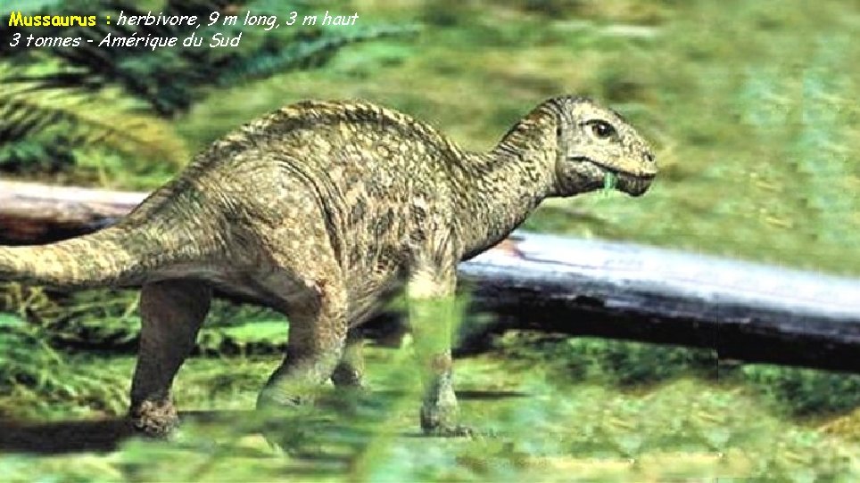 Mussaurus : herbivore, 9 m long, 3 m haut 3 tonnes - Amérique du