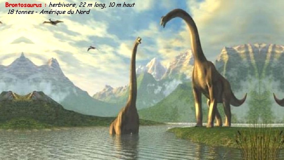 Brontosaurus : herbivore, 22 m long, 10 m haut 18 tonnes - Amérique du