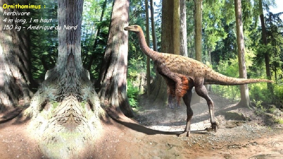 Ornithomimus : herbivore 4 m long, 1 m haut 150 kg – Amérique du
