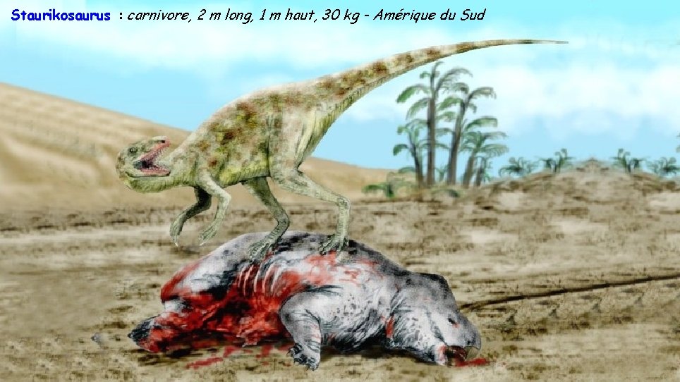 Staurikosaurus : carnivore, 2 m long, 1 m haut, 30 kg - Amérique du