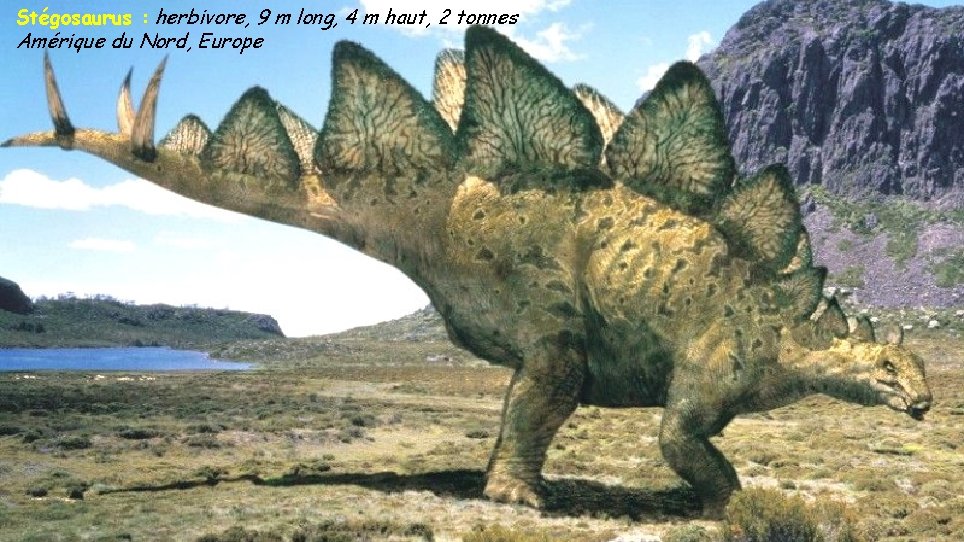 Stégosaurus : herbivore, 9 m long, 4 m haut, 2 tonnes Amérique du Nord,