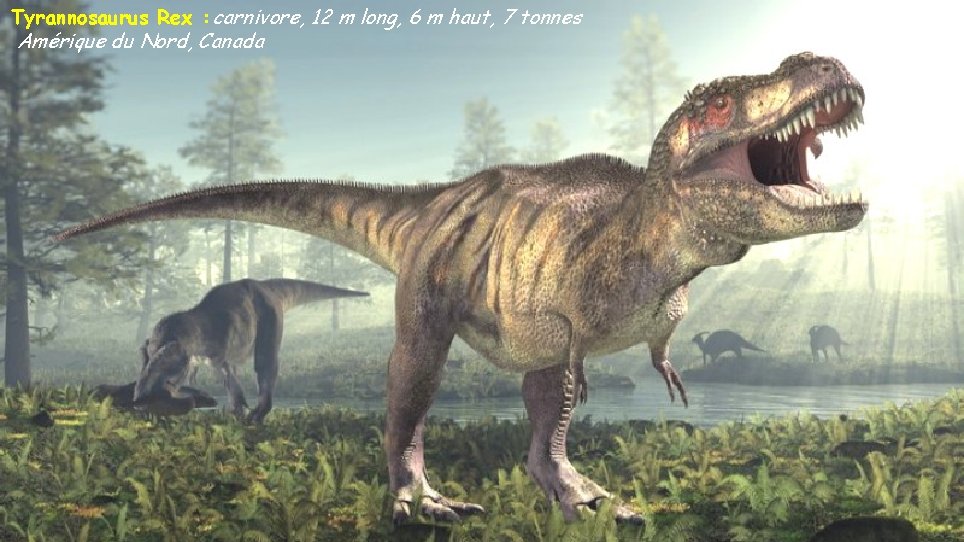 Tyrannosaurus Rex : carnivore, 12 m long, 6 m haut, 7 tonnes Amérique du