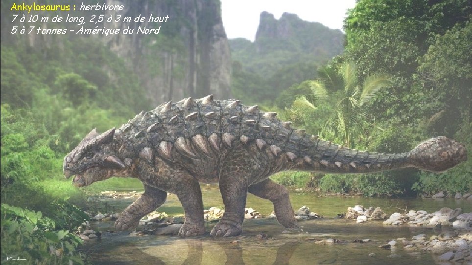 Ankylosaurus : herbivore 7 à 10 m de long, 2, 5 à 3 m