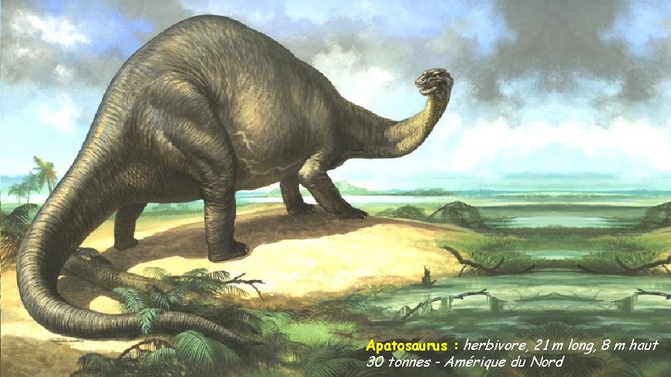 Apatosaurus : herbivore, 21 m long, 8 m haut 30 tonnes - Amérique du