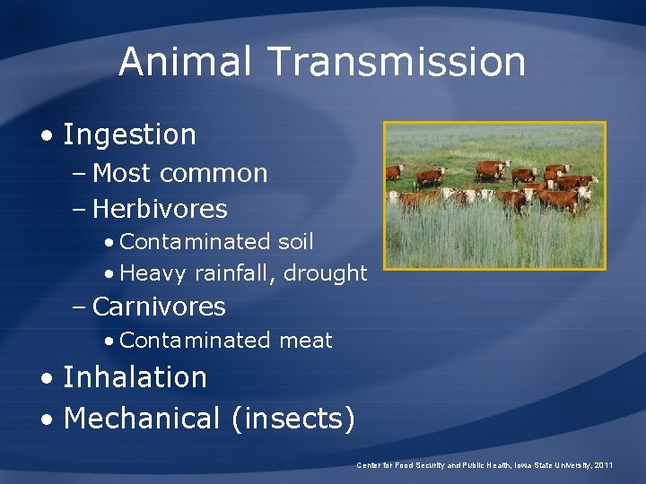 Animal Transmission • Ingestion – Most common – Herbivores • Contaminated soil • Heavy