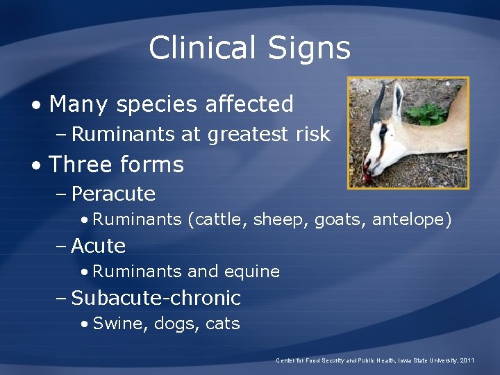 Clinical Signs • Many species affected – Ruminants at greatest risk • Three forms