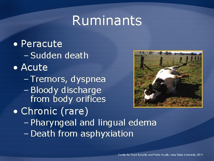 Ruminants • Peracute – Sudden death • Acute – Tremors, dyspnea – Bloody discharge