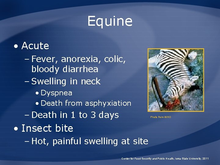 Equine • Acute – Fever, anorexia, colic, bloody diarrhea – Swelling in neck •