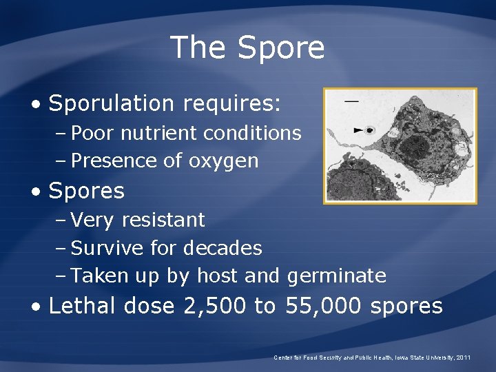 The Spore • Sporulation requires: – Poor nutrient conditions – Presence of oxygen •